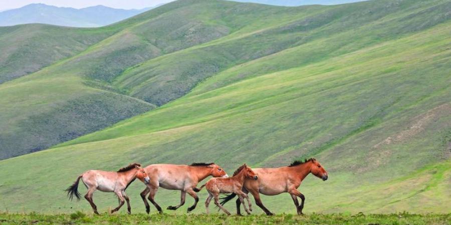 منغوليا تنجح  في إنقاذ خيولها البرية من الانقراض - شبكة أطلس سبورت